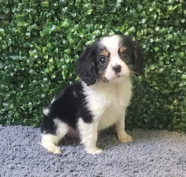 Spartan - Cavalier King Charles Spaniel - Image 1