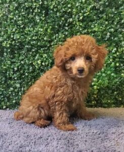 Toy Poodle Puppy