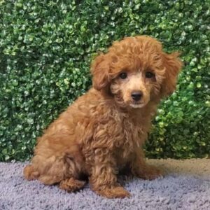 Toy Poodle