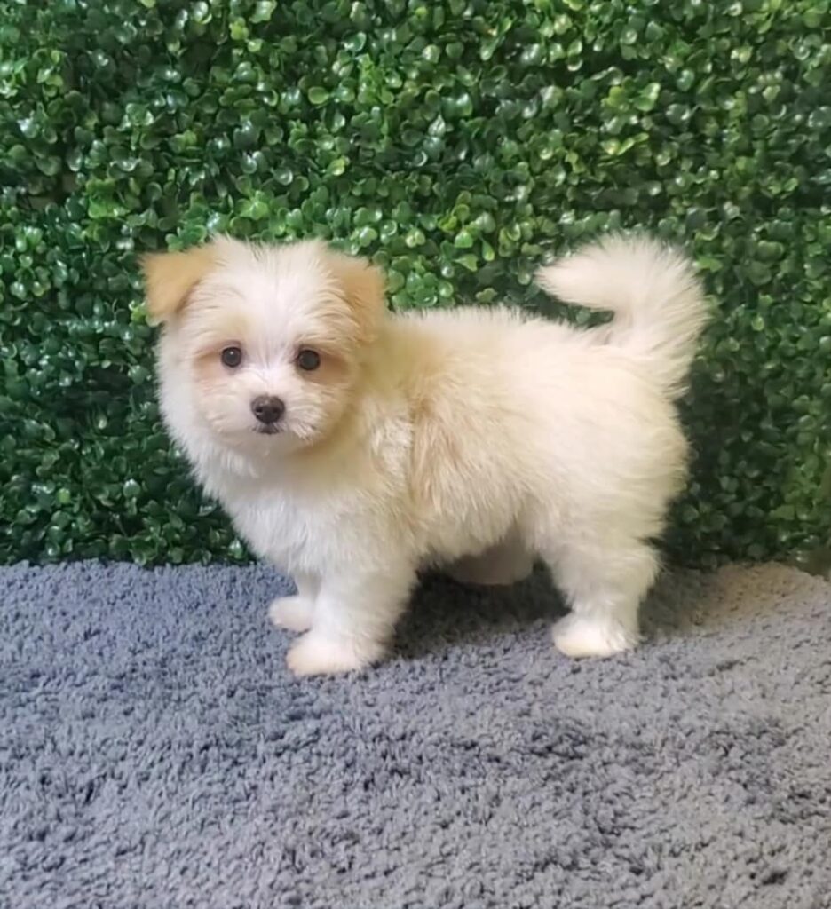 Toby - Pomatese (Pomeranian/Maltese) - Image 1