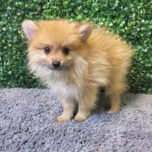 Pomeranian Puppy