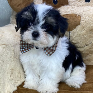 Morkie