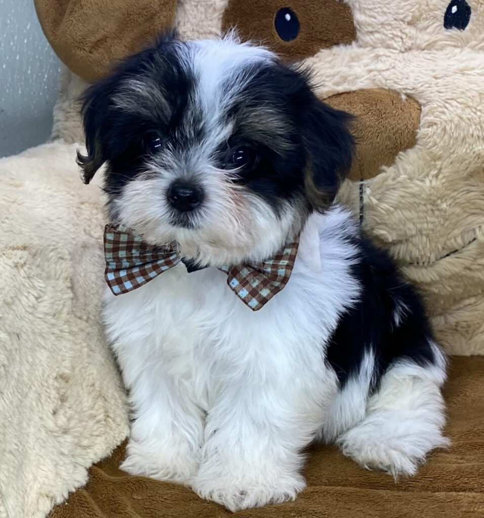 Bentley - Morkie - Image 1