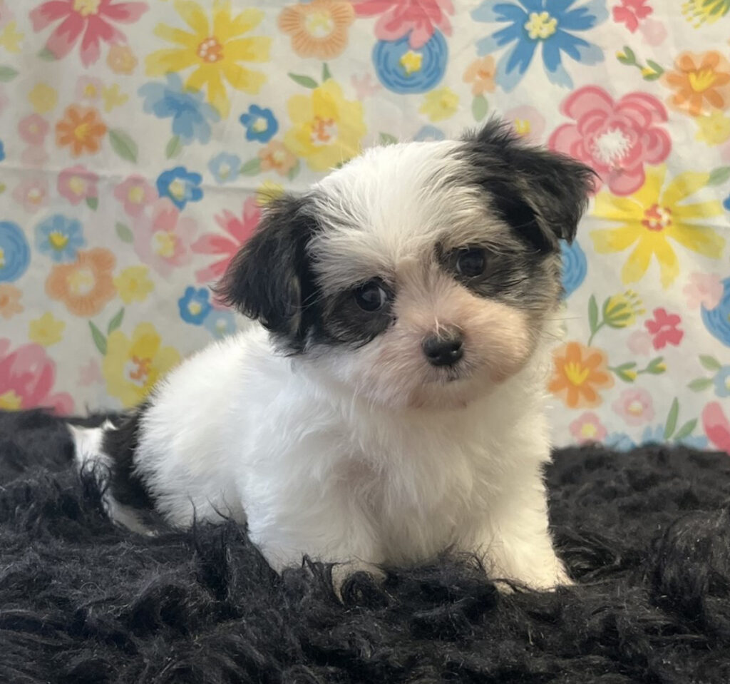 Arabella - Morkie - Image 2