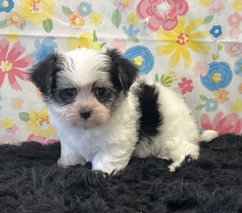 Arabella - Morkie - Image 1