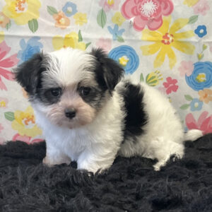 Morkie