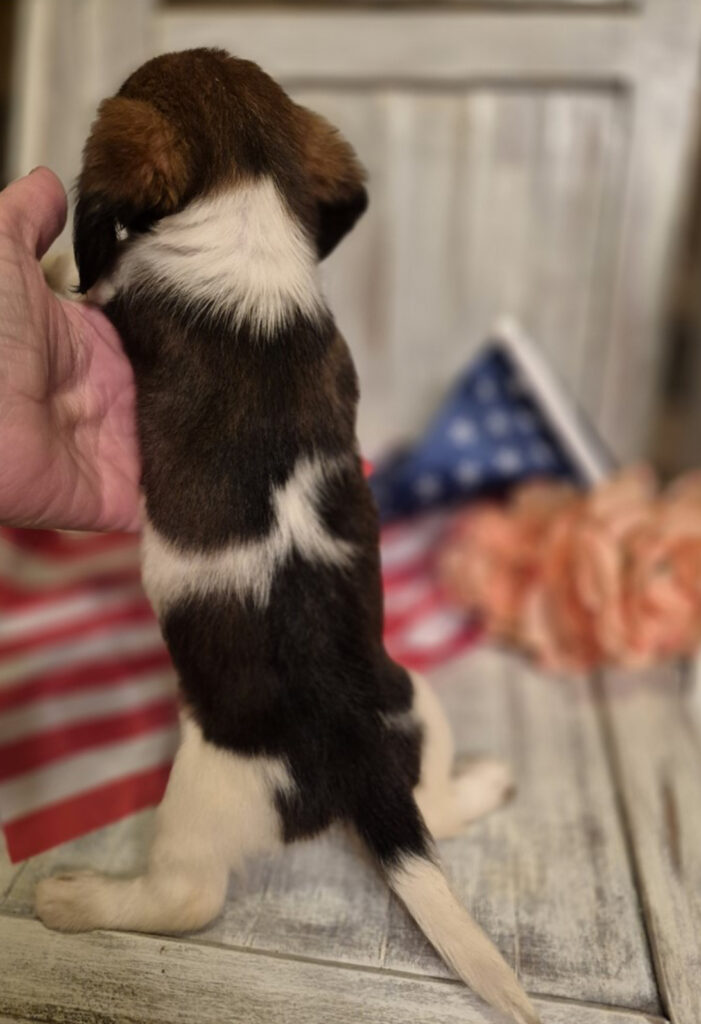 Demi - Mini Dachshund - Image 2