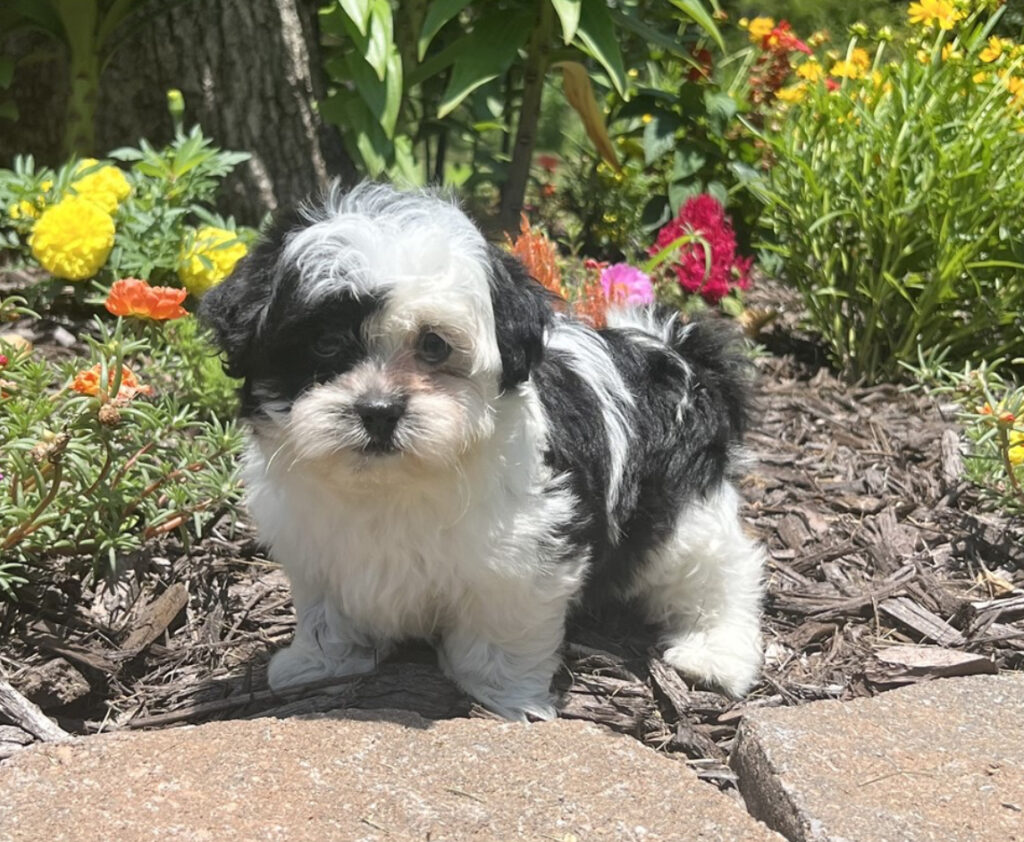 Kendra - Maltese/Shih Tzu - Image 1