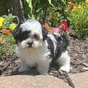 Maltese/Shih Tzu