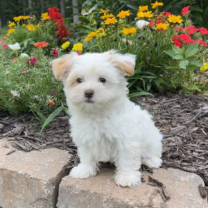 Morkie