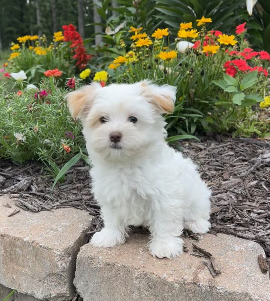 Zeus - Morkie - Image 1