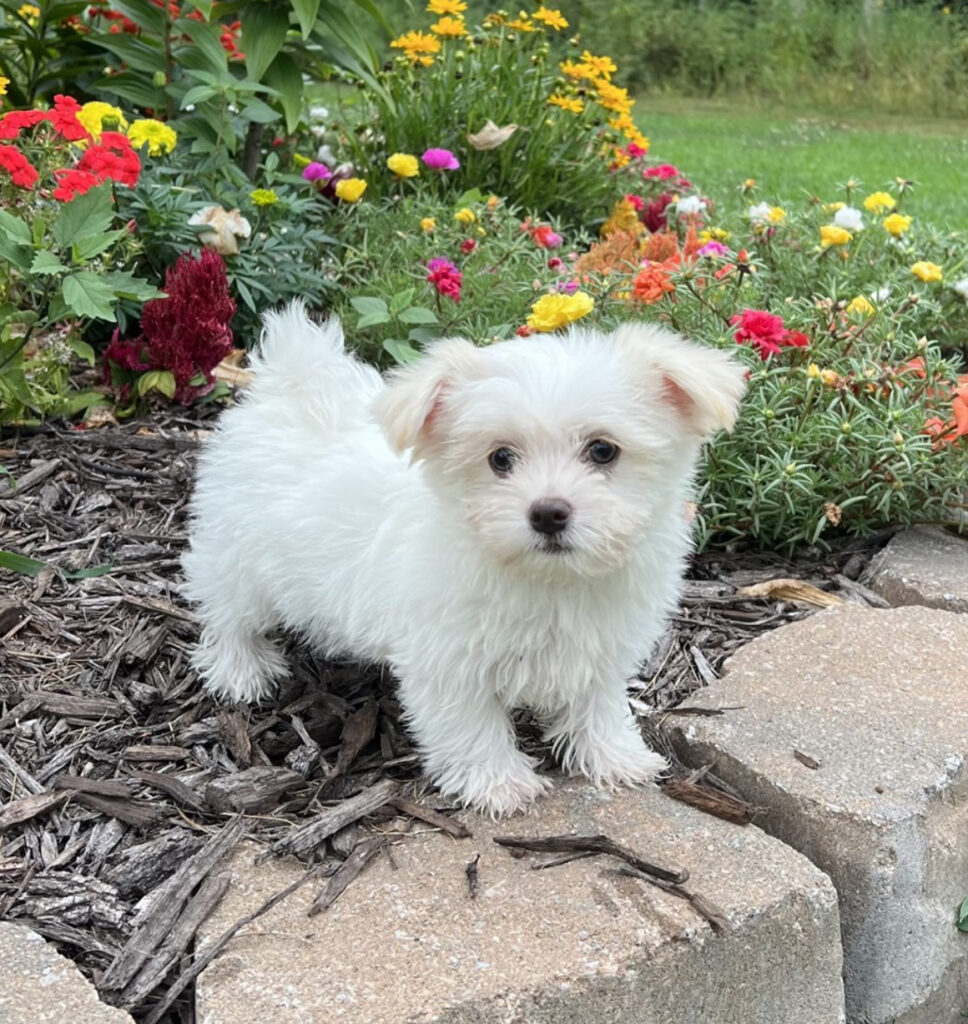 Buckshot - Morkie - Image 1