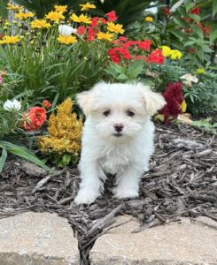 Morkie Puppy