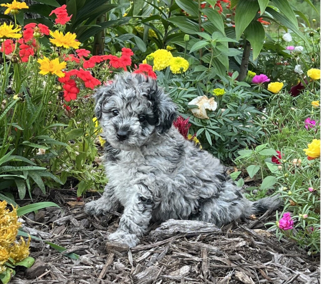 Bo - Maltipoo - Image 1