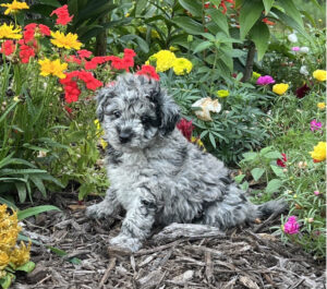 Maltipoo Puppy
