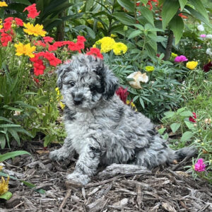 Maltipoo
