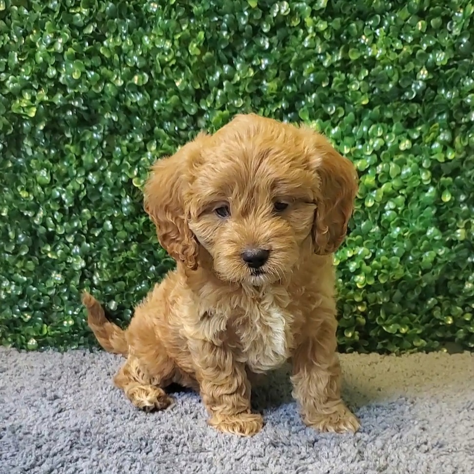 Natasha - CavaPoo - Image 1