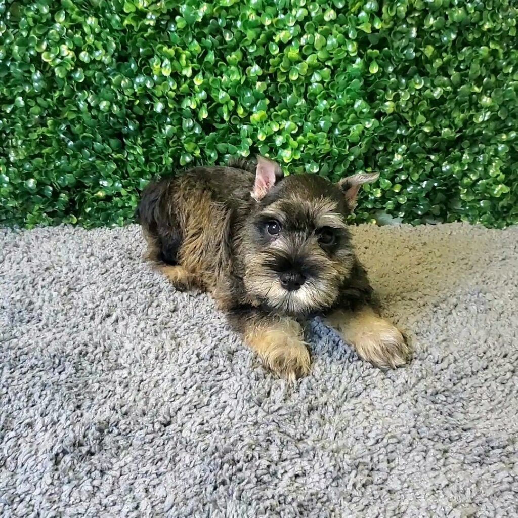 Vivi-Rae - Schnauzer Miniature - Image 1