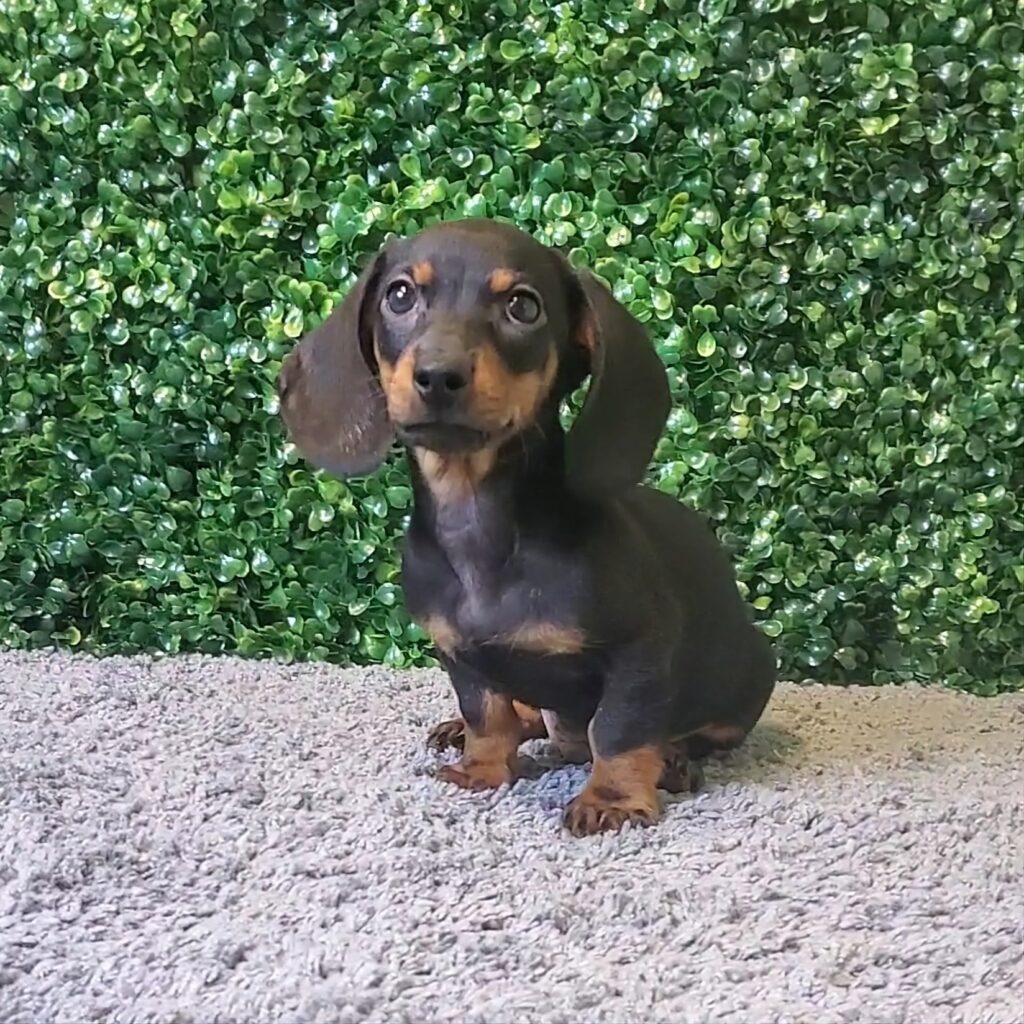 Ford - Mini Dachshund - Image 1