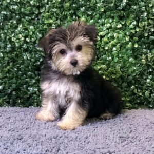 Morkie