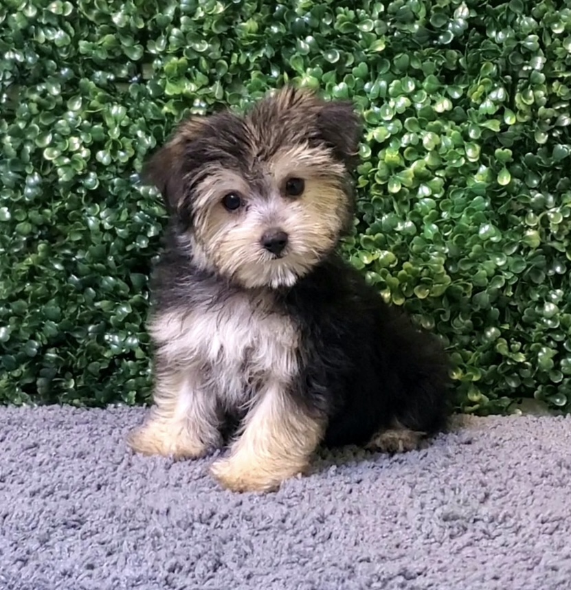 Frosty - Morkie - Image 1