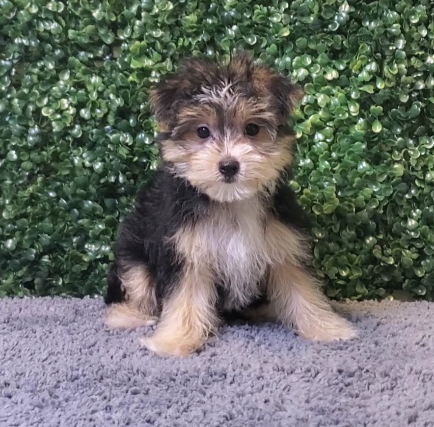 Xylia - Morkie - Image 1