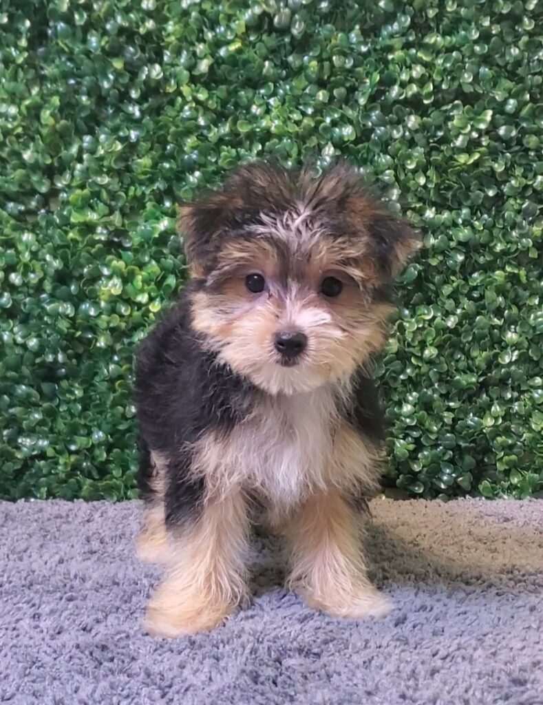 Xylia - Morkie - Image 2
