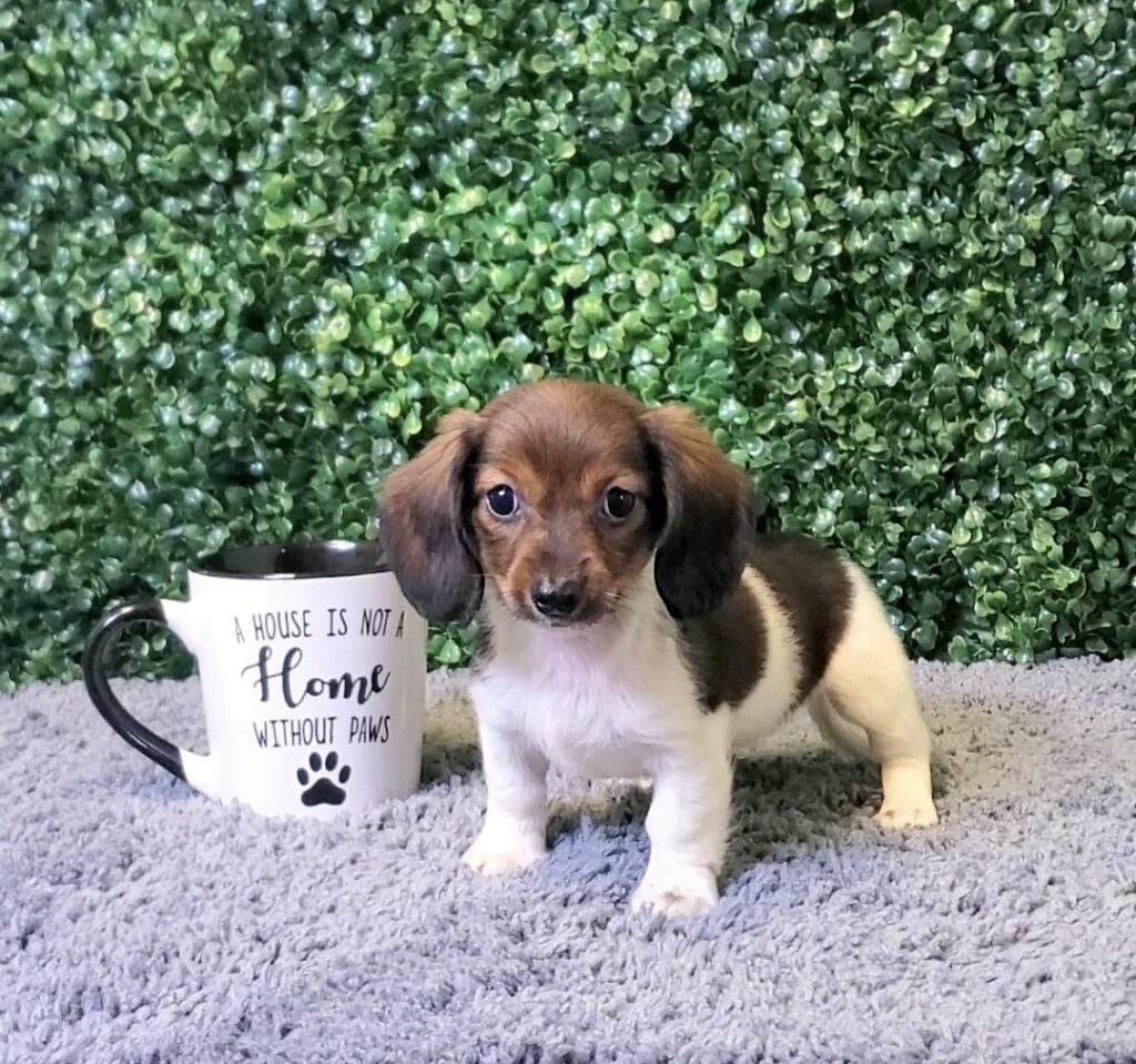 Demi - Mini Dachshund - Image 1