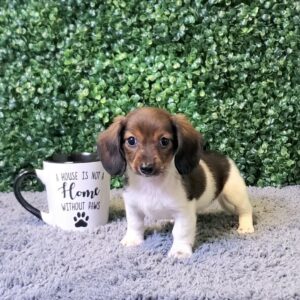 Mini Dachshund