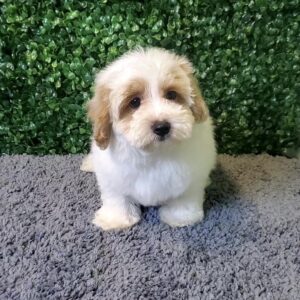 MaltiPoo