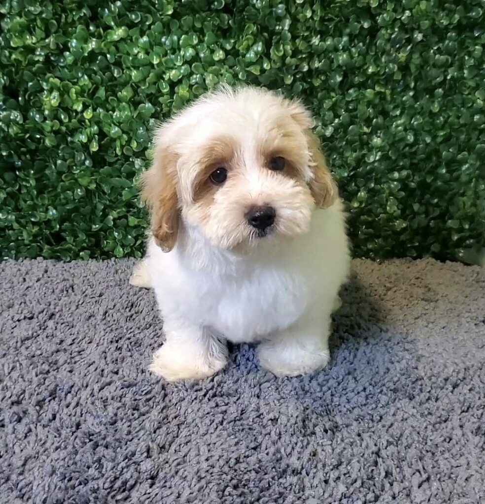 Knox - Maltipoo - Image 1