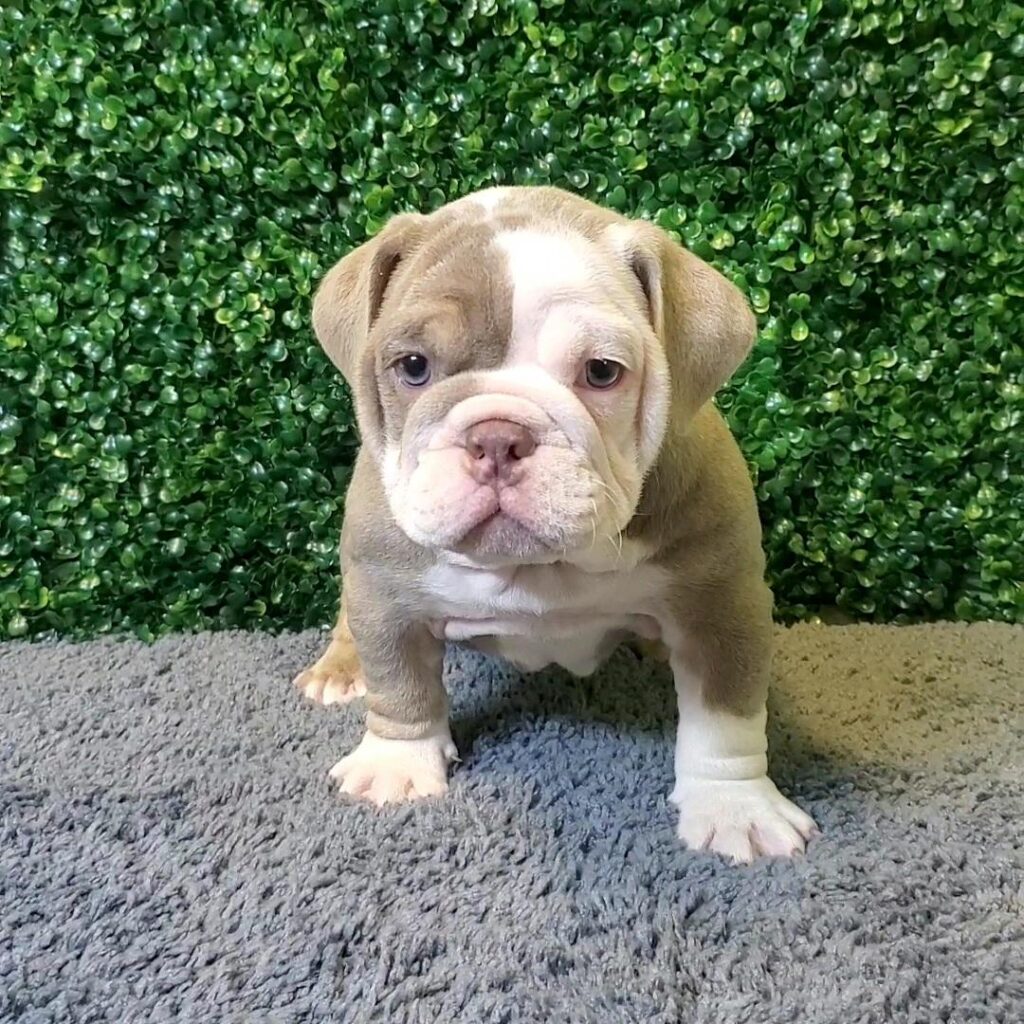 Willow-Rose - English Bulldog - Image 1