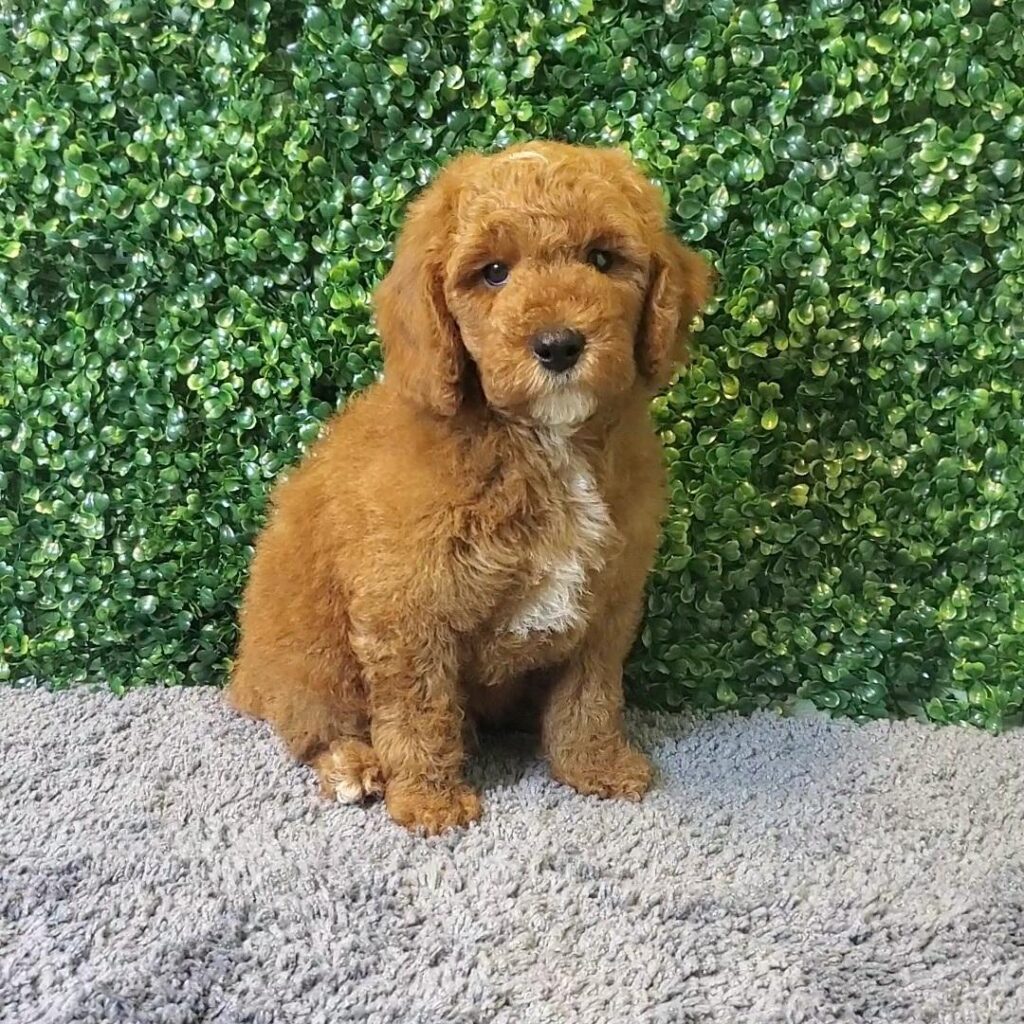 Basil - Mini Goldendoodle - Image 1