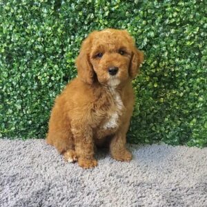 Mini Goldendoodle