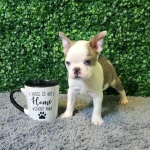 Boston Terrier
