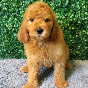 Mini Goldendoodle