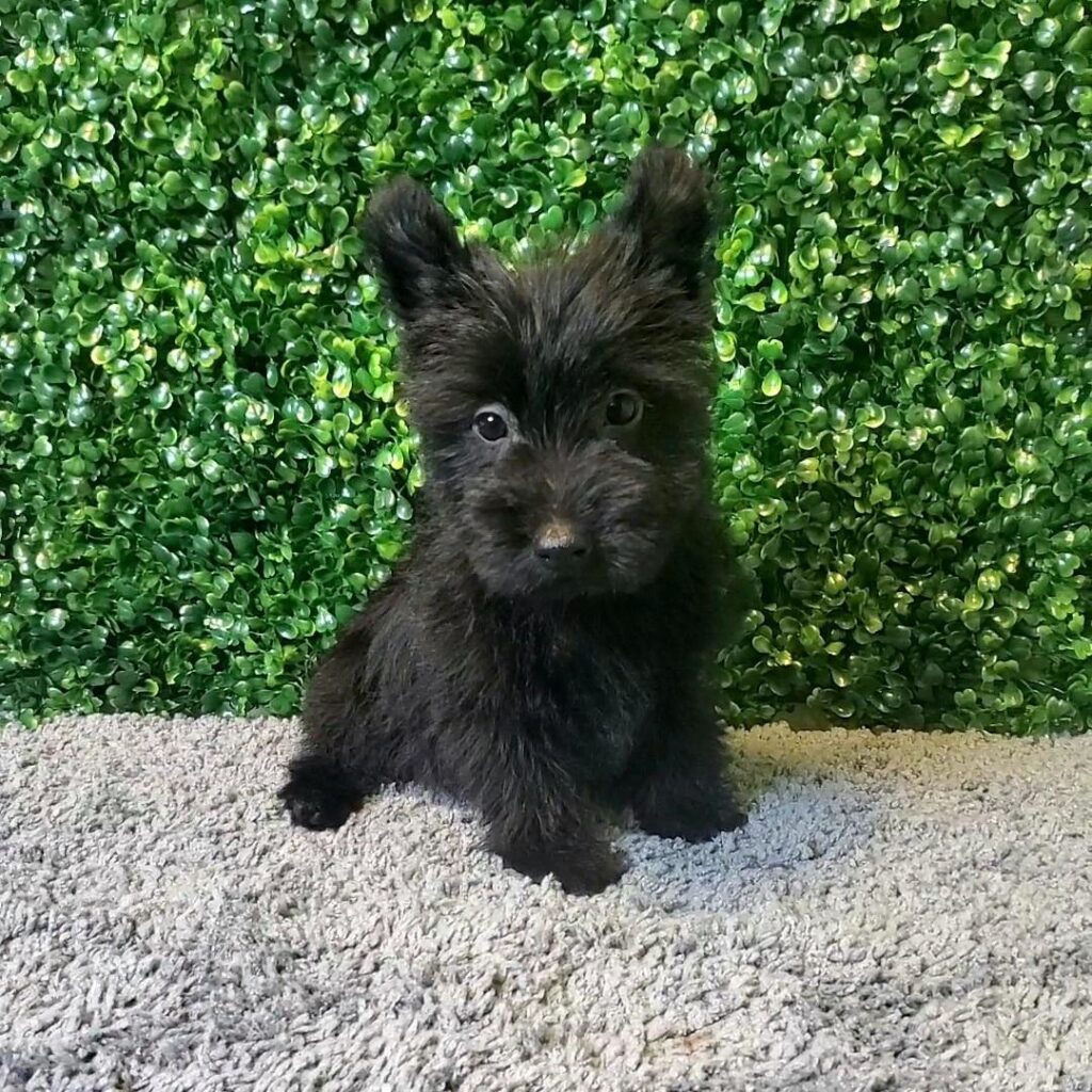 Sandy - Scottish Terrier Scottie - Image 1