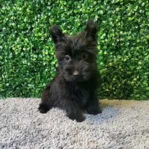 Scottish Terrier