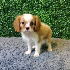 Cavalier King Charles Spaniel