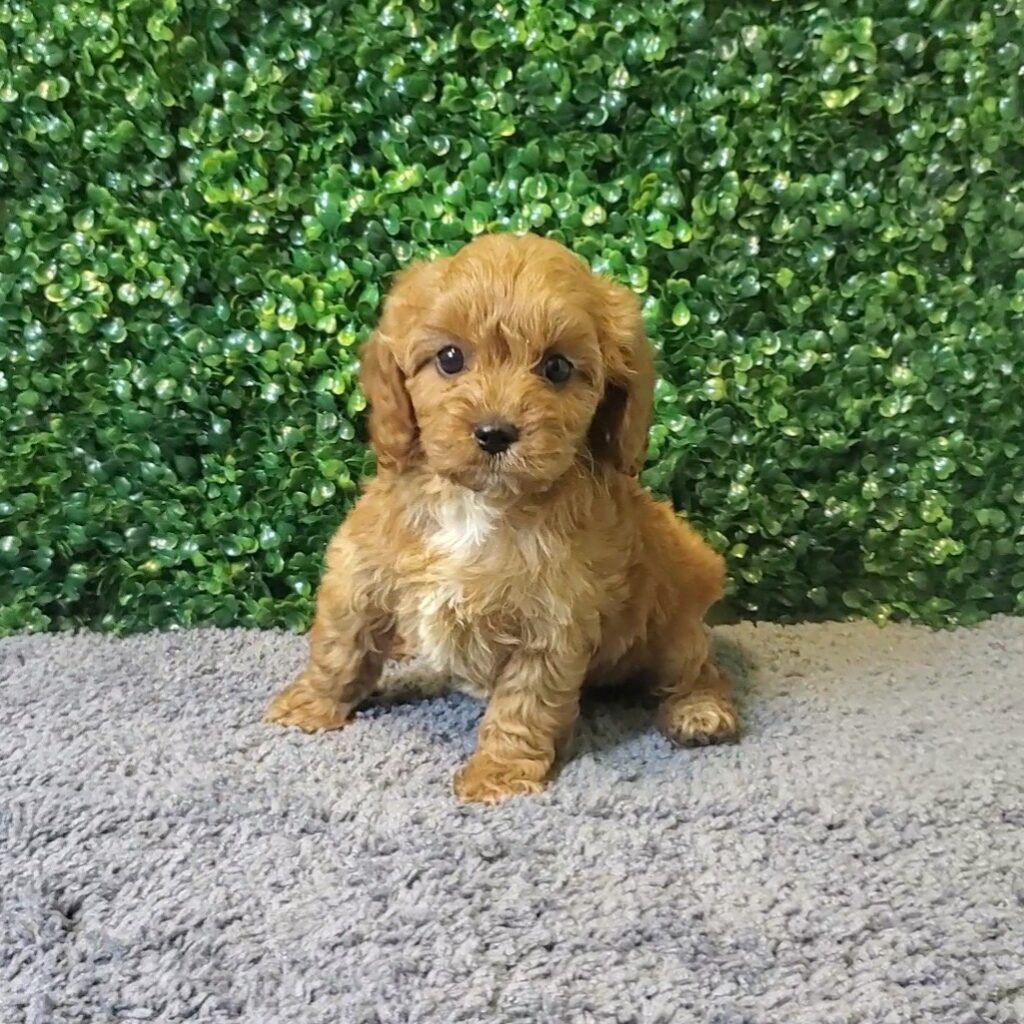 Clara - CavaPoo - Image 1