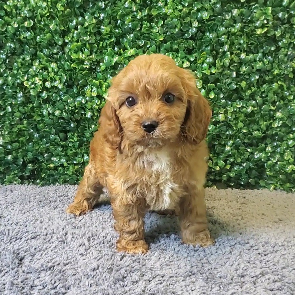 Clara - CavaPoo - Image 2