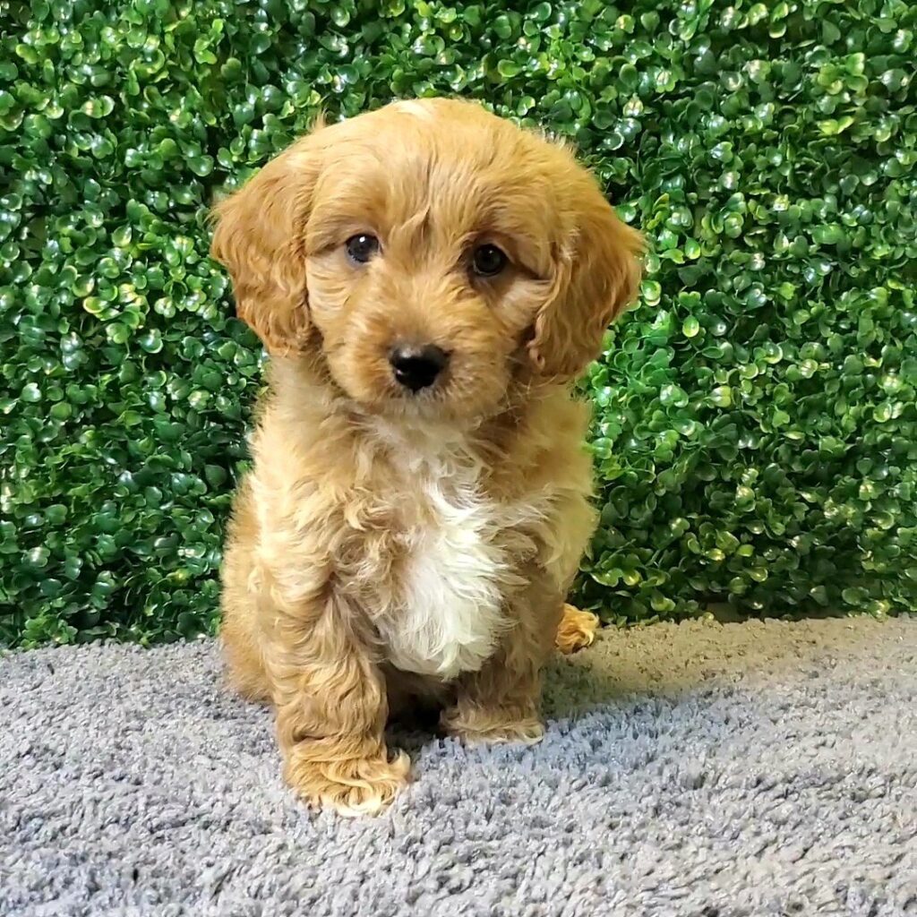 Flint - CavaPoo - Image 1