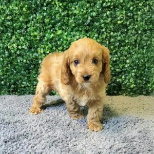 Cavapoo