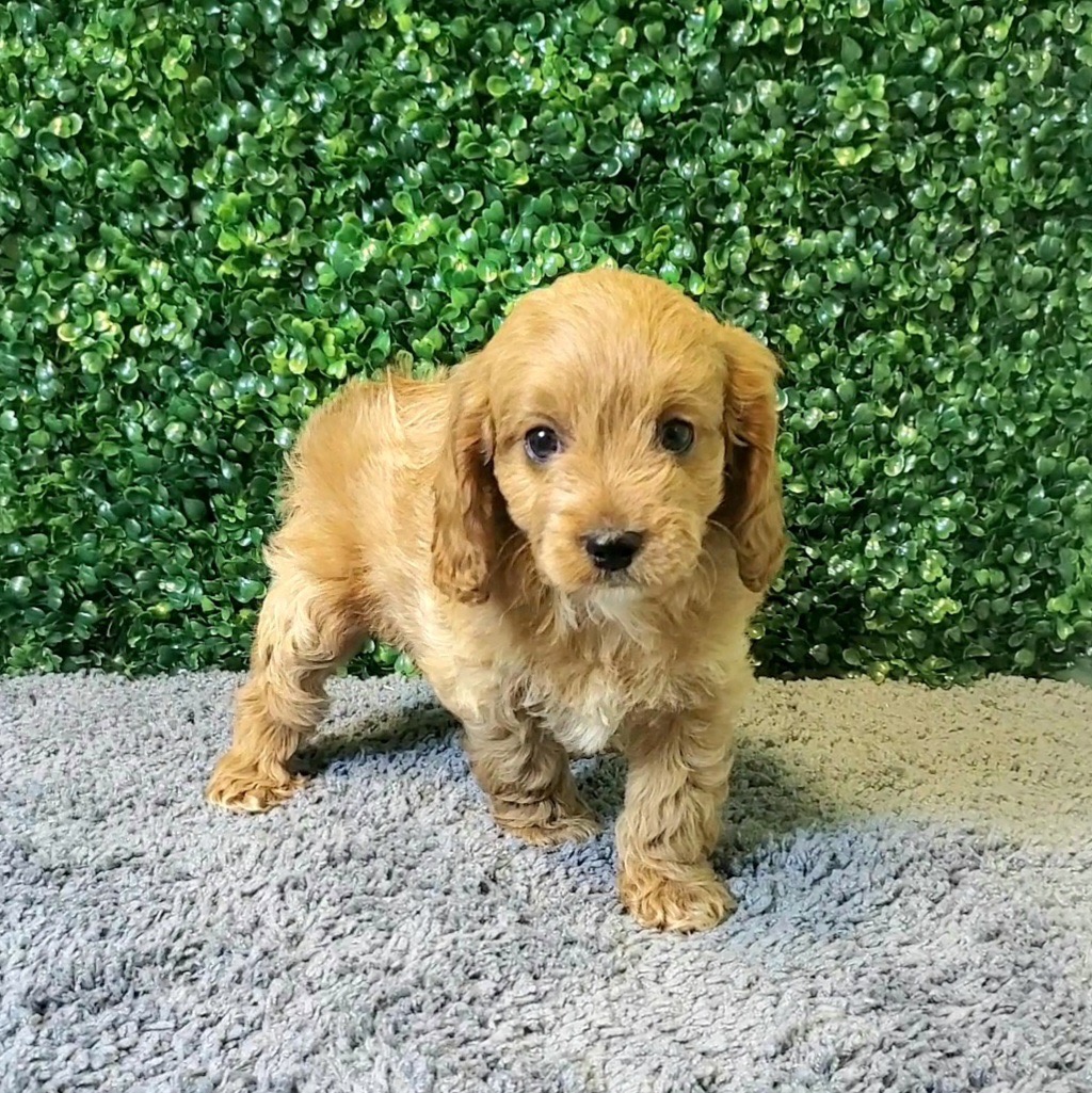 Rebel - CavaPoo - Image 1