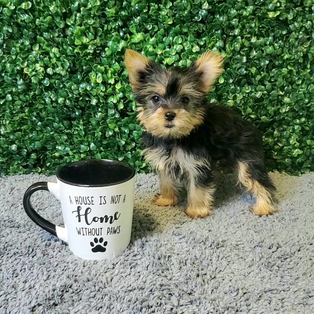 Kali - Yorkshire Terrier - Image 1