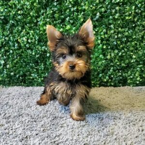 Teacup Yorkie Puppy