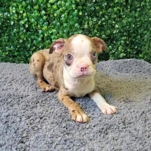 Boston Terrier Puppy