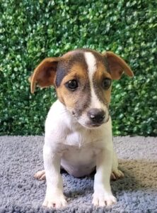 Jack Russell Terrier Puppy