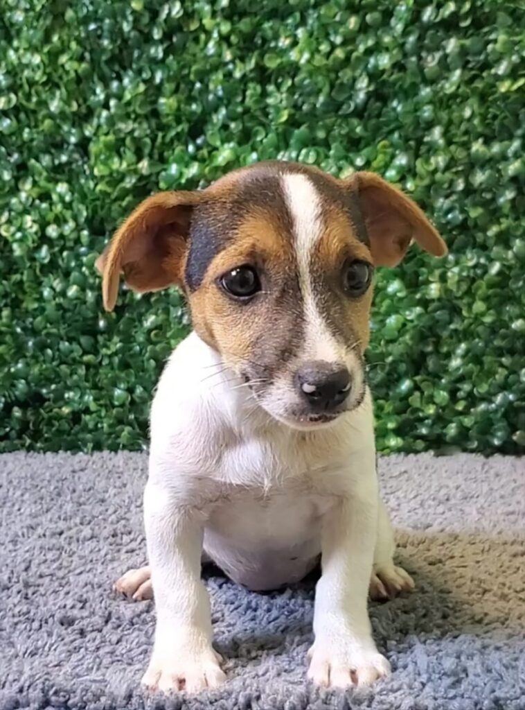 Cobalt - Jack Russell Terrier - Image 1