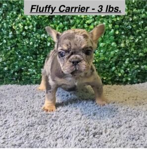 Micro French Bulldog Puppy